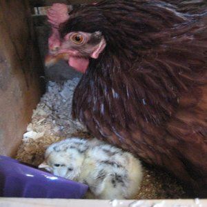 Meet your Posher, Stacy